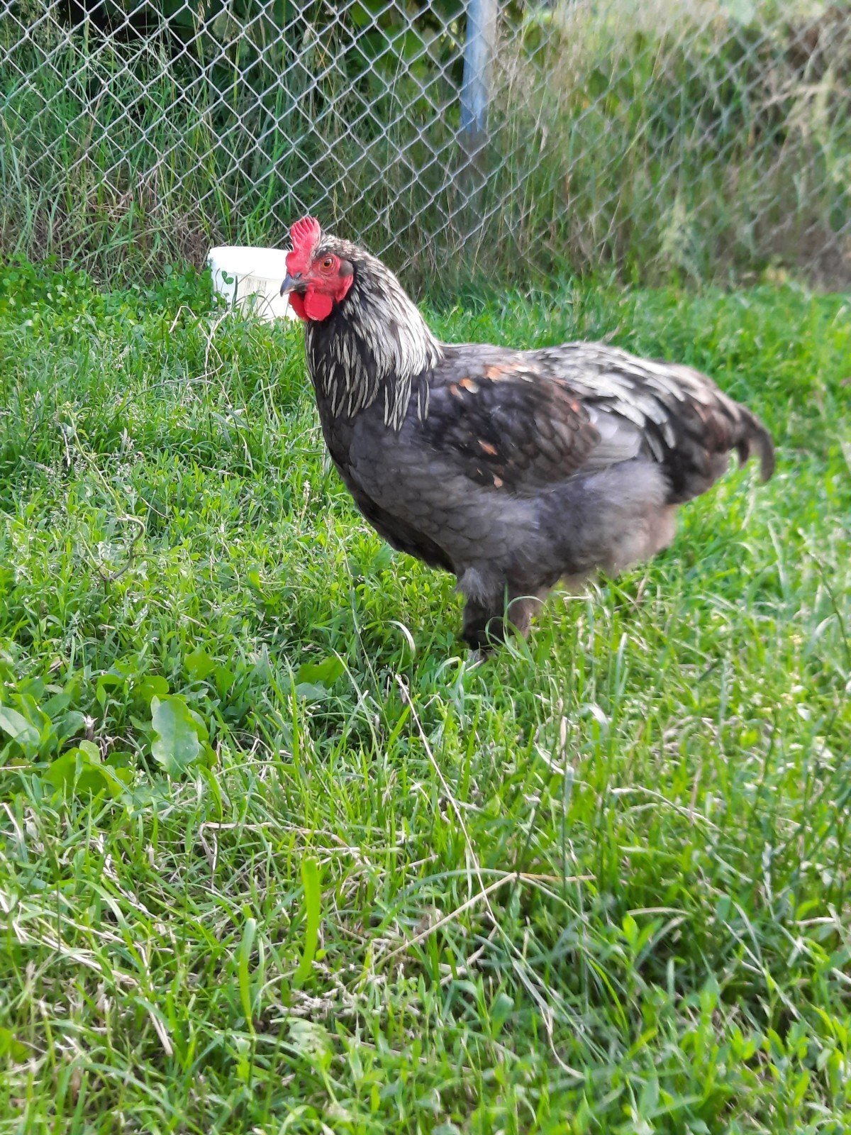 Marans haan, Dieren en Toebehoren, Mannelijk, Kip