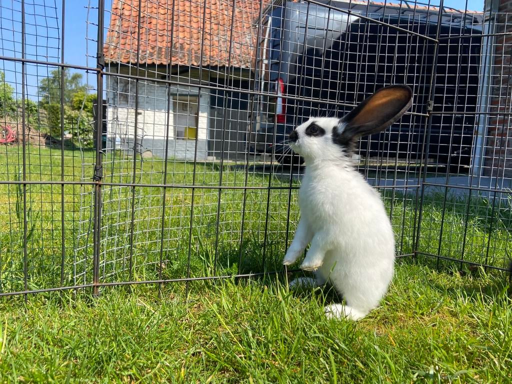 Reuzenvlinders 8 weken, Dieren en Toebehoren, Konijnen, Meerdere dieren, Groot, 0 tot 2 jaar