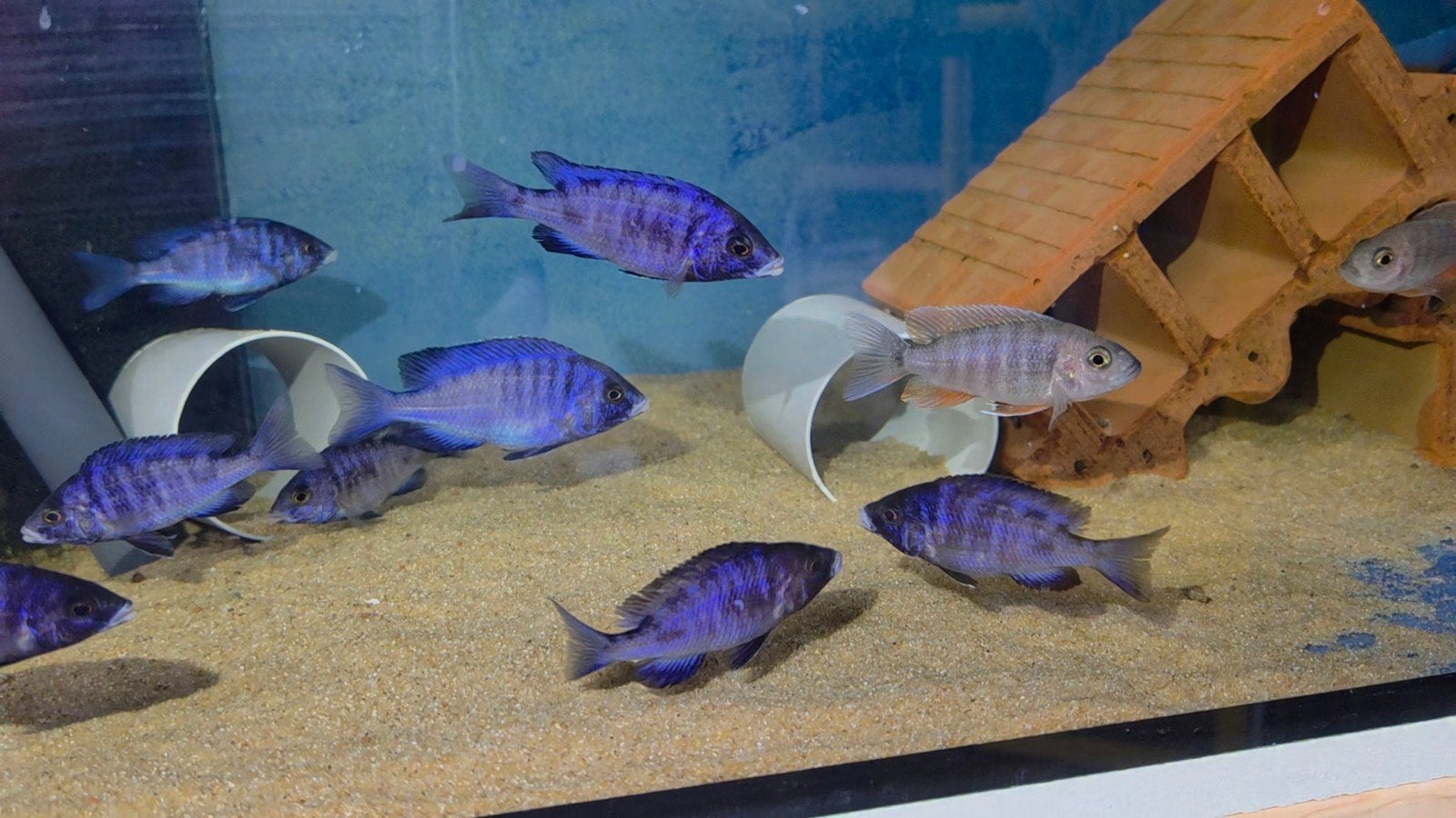 Malawi Placidochromis white lips