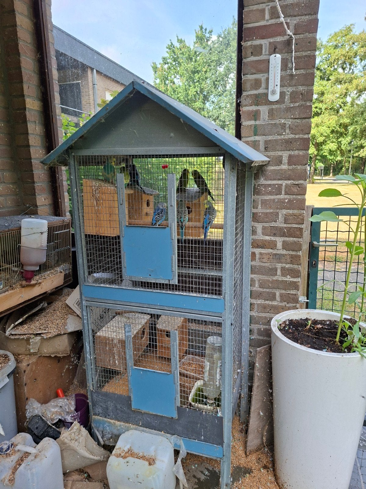 Vogelkooi met grasparkieten