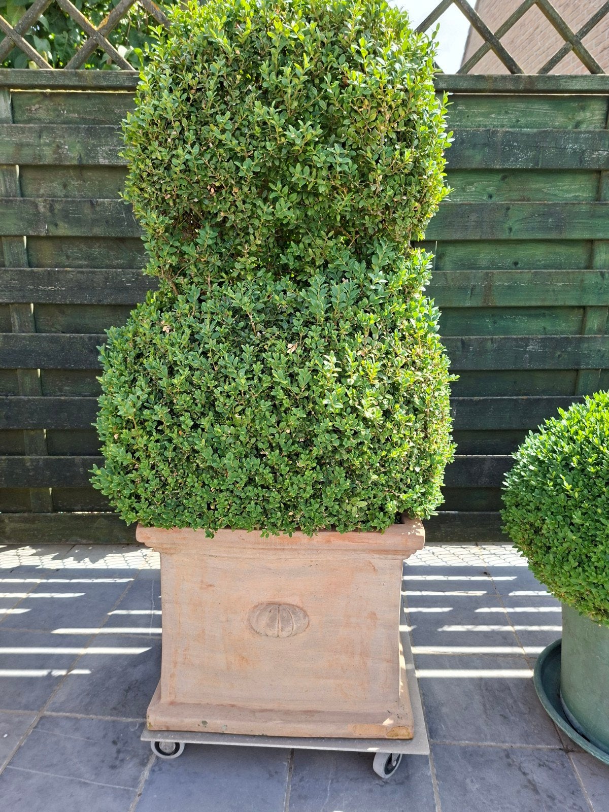 Buxus te koop met pot, Tuin en Terras, Planten | Struiken en Hagen, Ophalen, Buxus