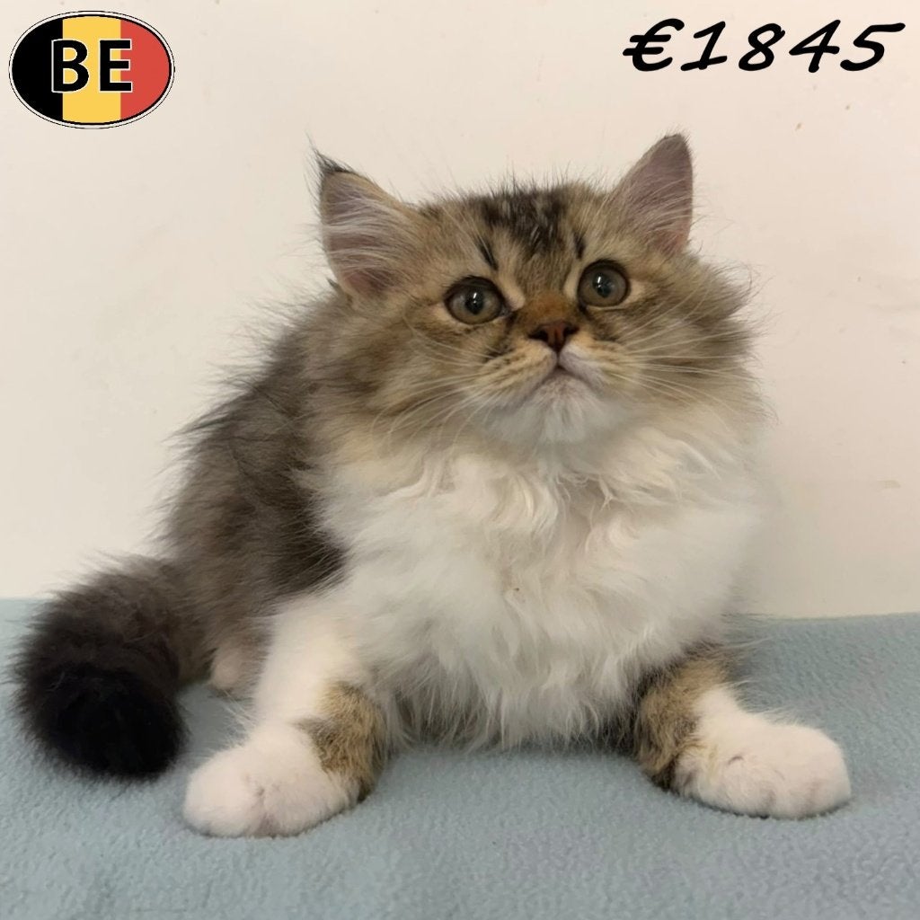 British Longhair, chatons affectueux à vendre, Plusieurs animaux, Avec puce électronique, 0 à 2 ans