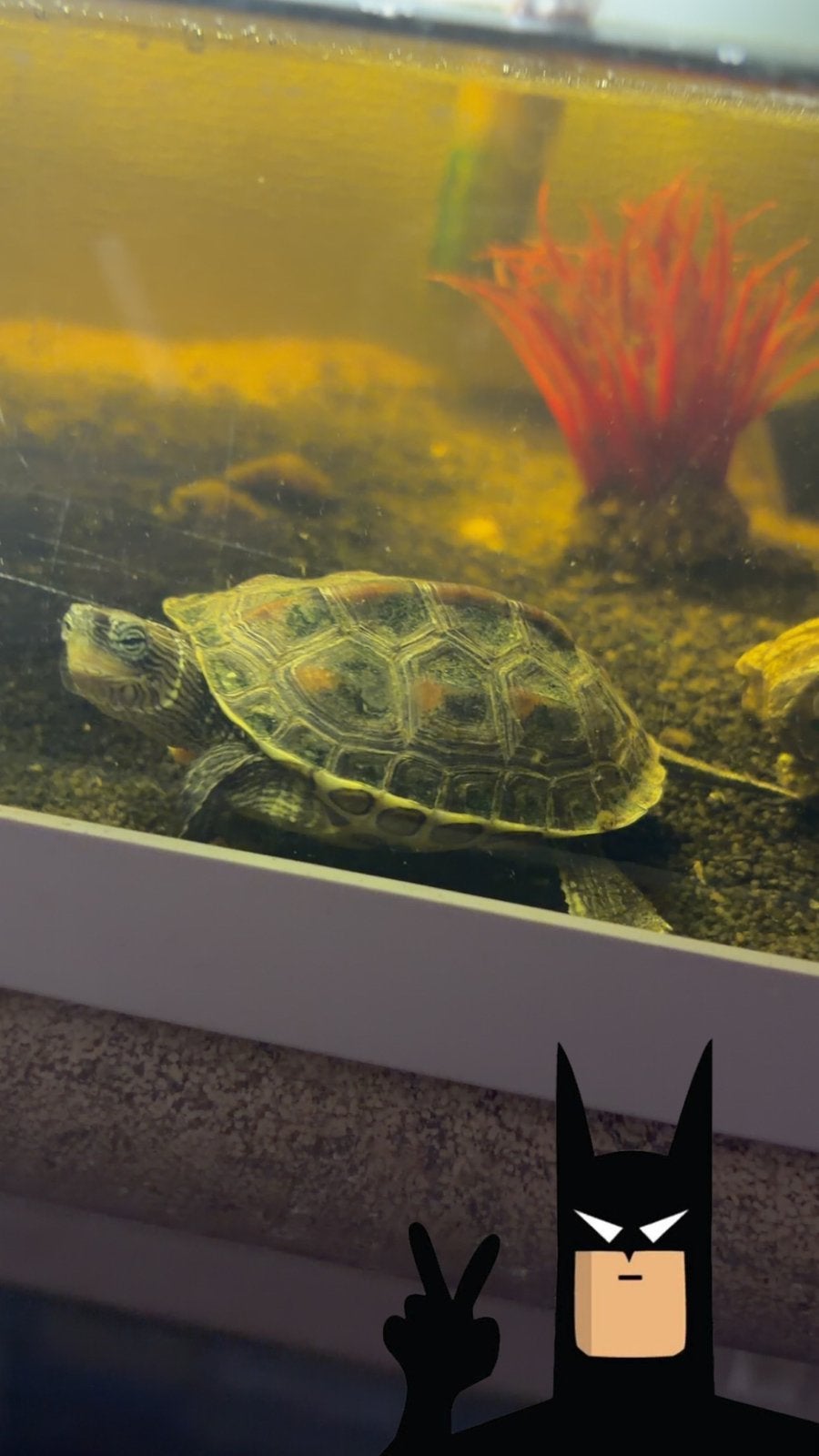 Schildpadden, Dieren en Toebehoren