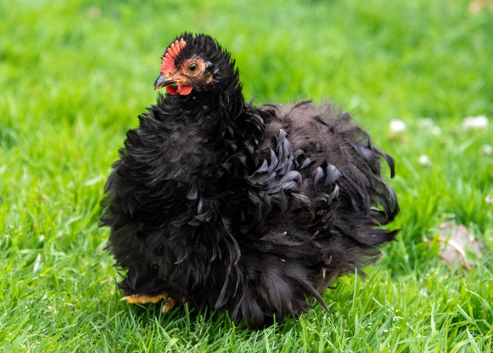 jonge cochinkriel haantjes gratis, Dieren en Toebehoren