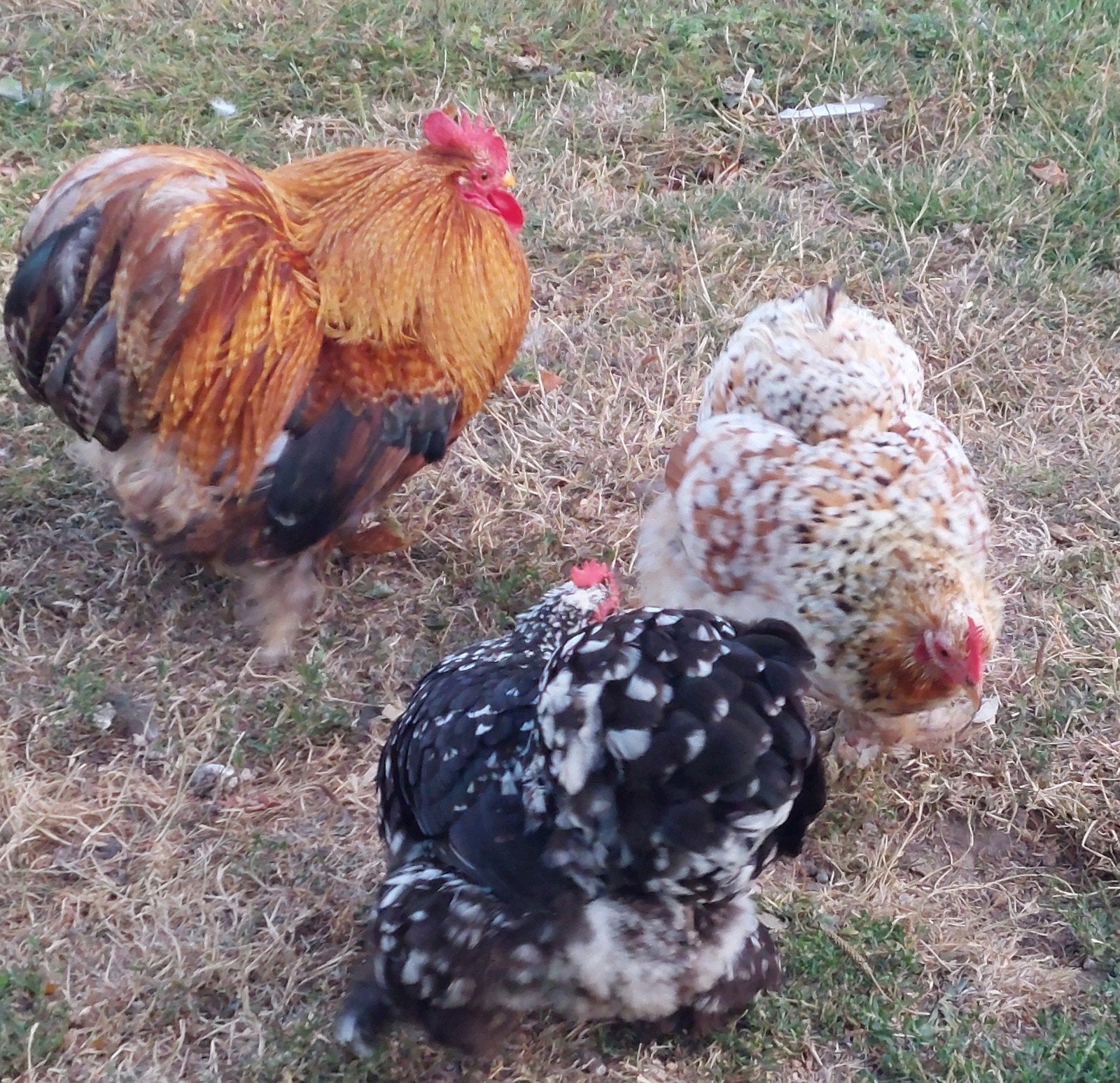 Trio cochin krielkippen, Dieren en Toebehoren, Pluimvee, Meerdere dieren, Kip
