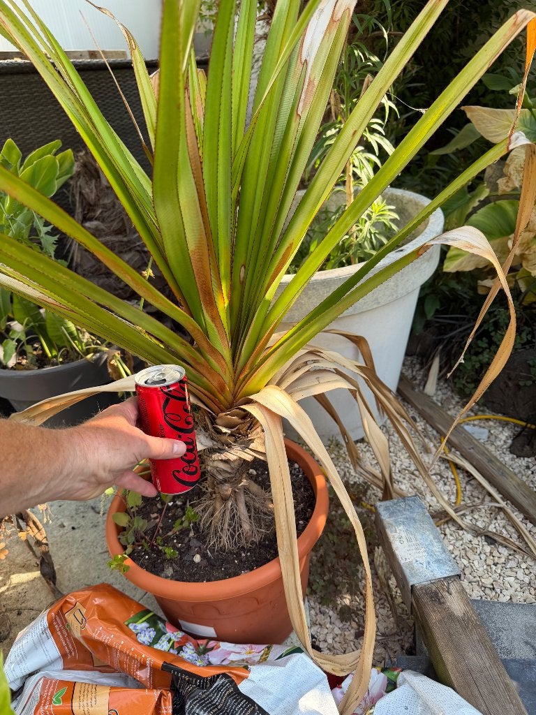 Schroefpalm, Enlèvement, Plante fixe, Autres espèces
