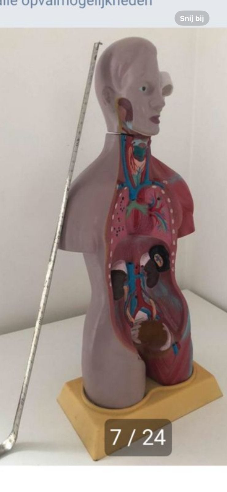 Anatomische torso model met uitneembare organen, Ophalen of Verzenden, Gebruikt