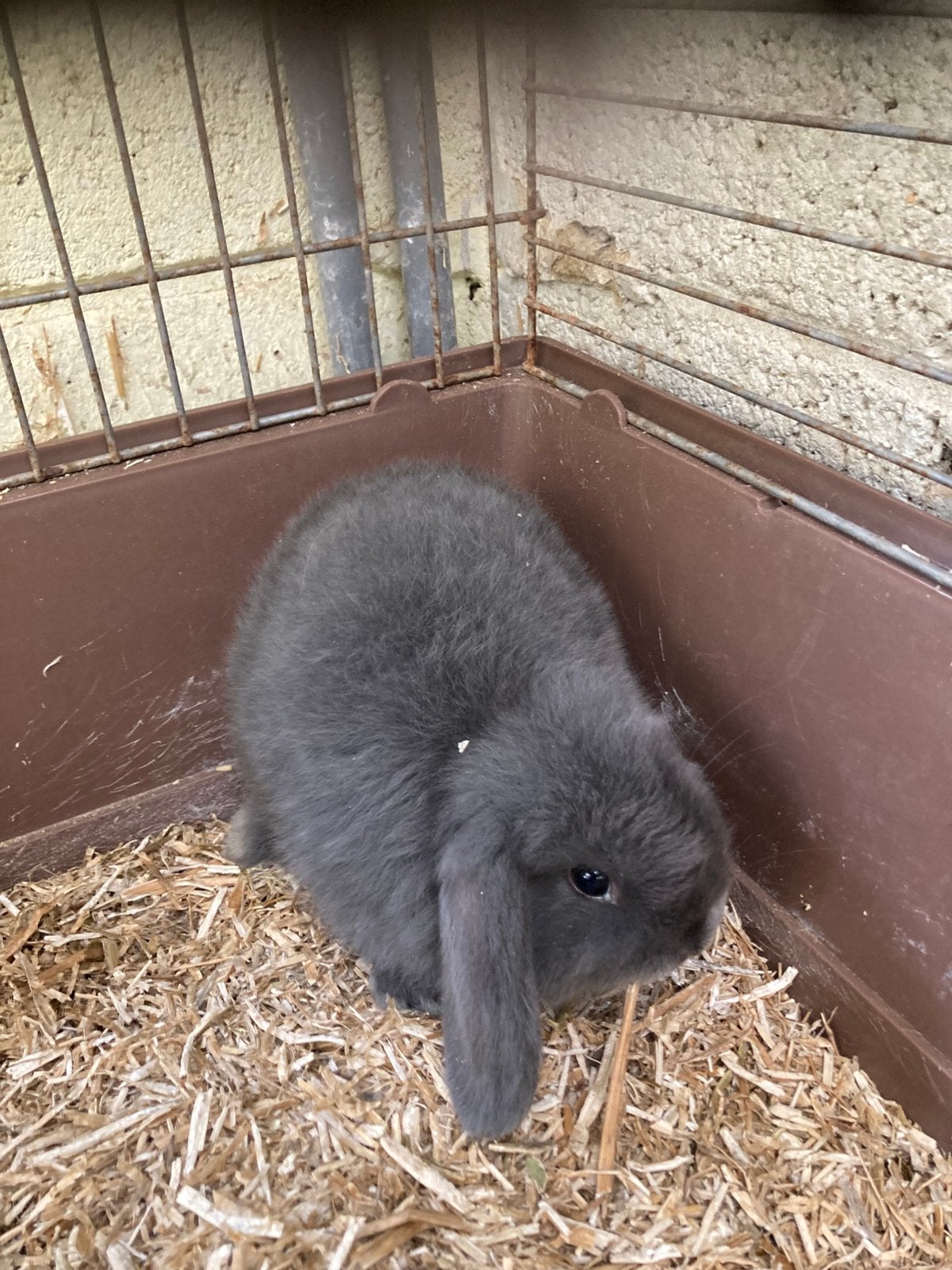 Nederlandse hangoor dwergkonijnen, Dieren en Toebehoren, Hangoor