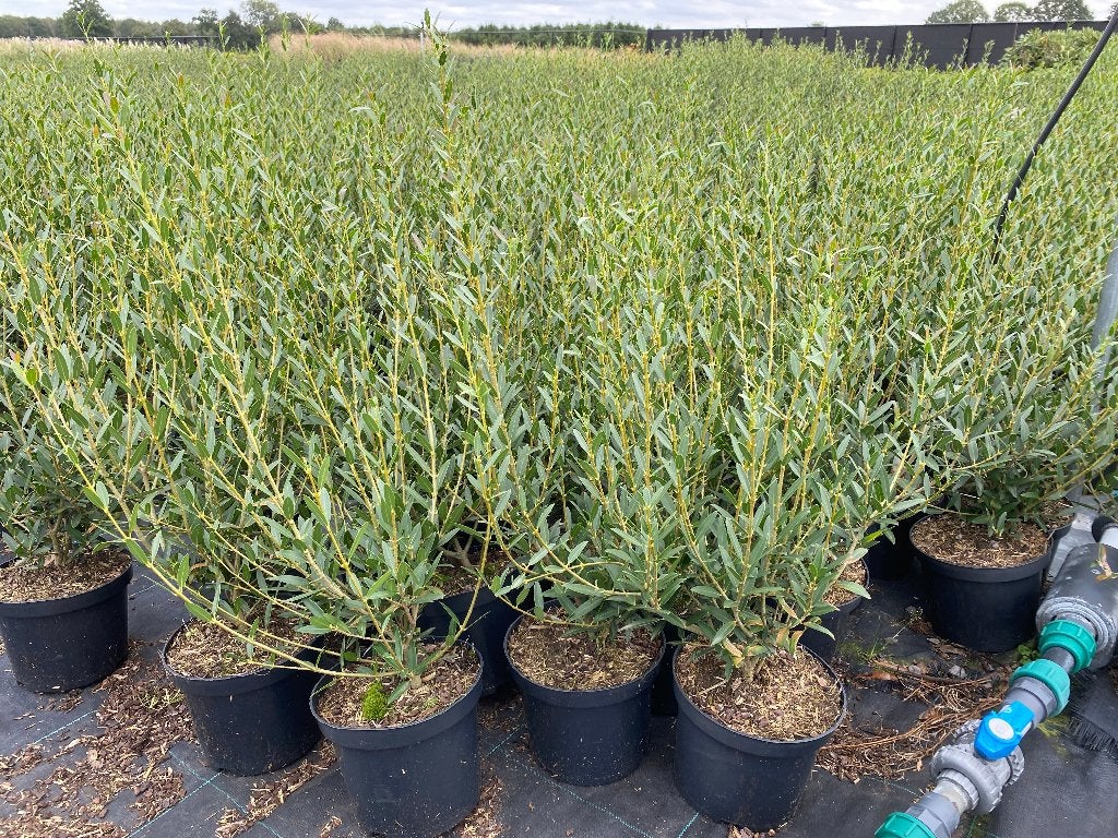 Phillyrea angustifolia, Enlèvement, Arbuste