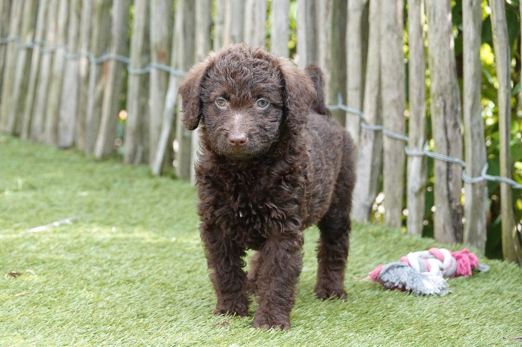Magnifiques chiots Labradoodle Choco Medium, avec pedigree, Maladie de Carré (chiens), Autres races, Plusieurs, Belgique