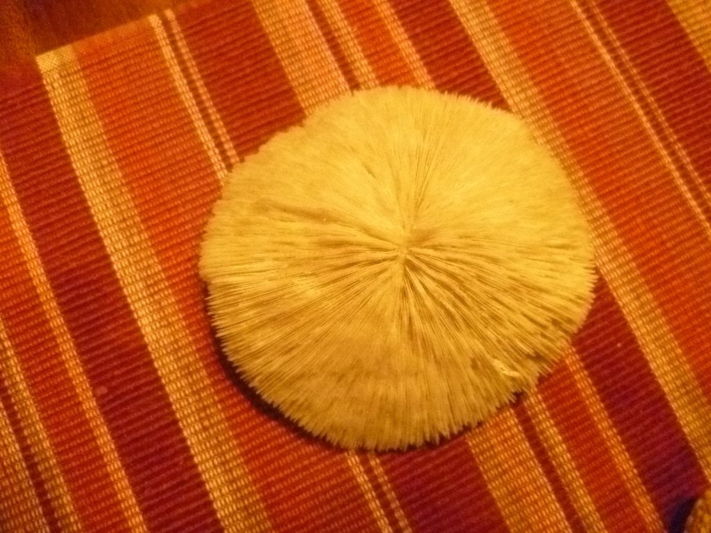Fungia Fungites / Paddenstoel Koraal, Ophalen