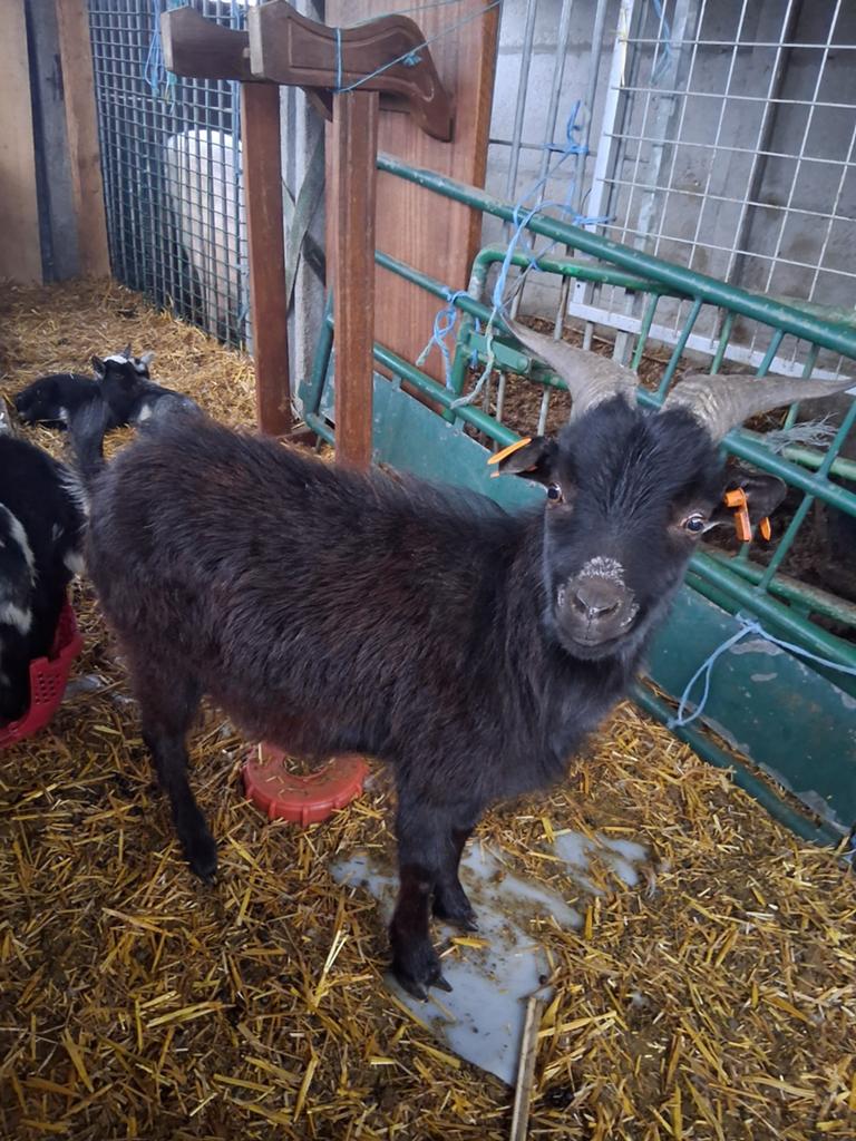 Zwarte dwerggeitenbok van 1.5 jaar, Dieren en Toebehoren, Mannelijk, Geit, 0 tot 2 jaar