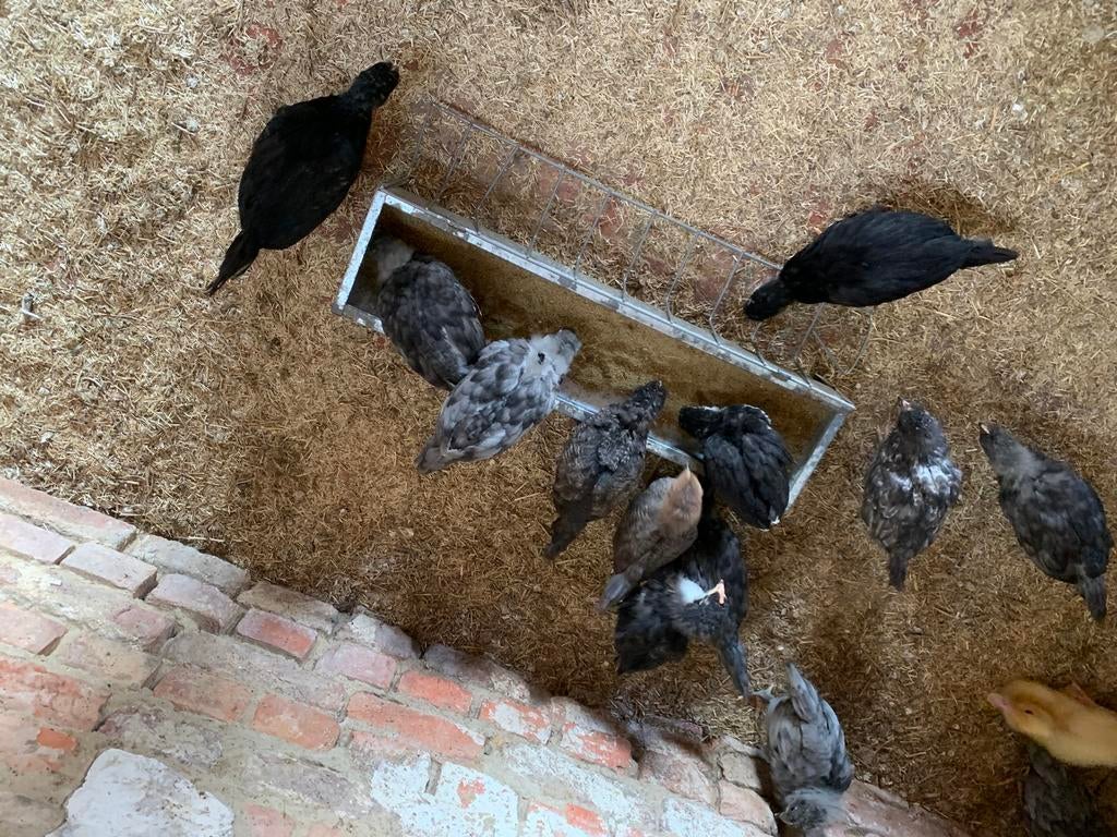 Kippen olijf, Dieren en Toebehoren