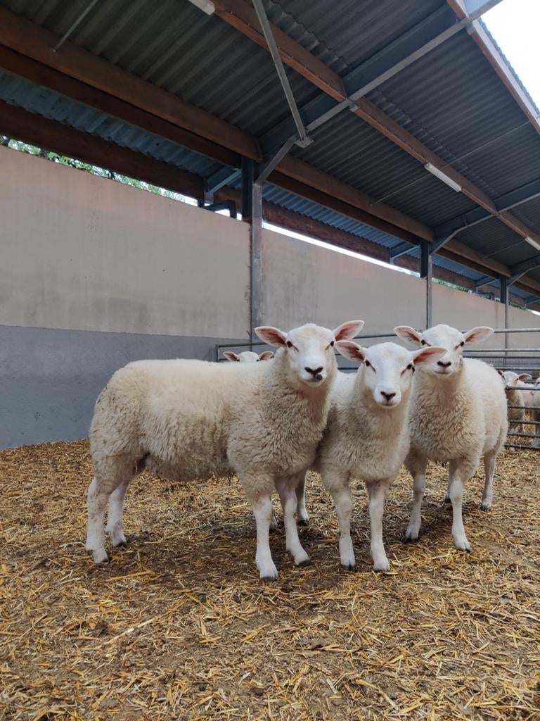 Swifter stamboek rammen