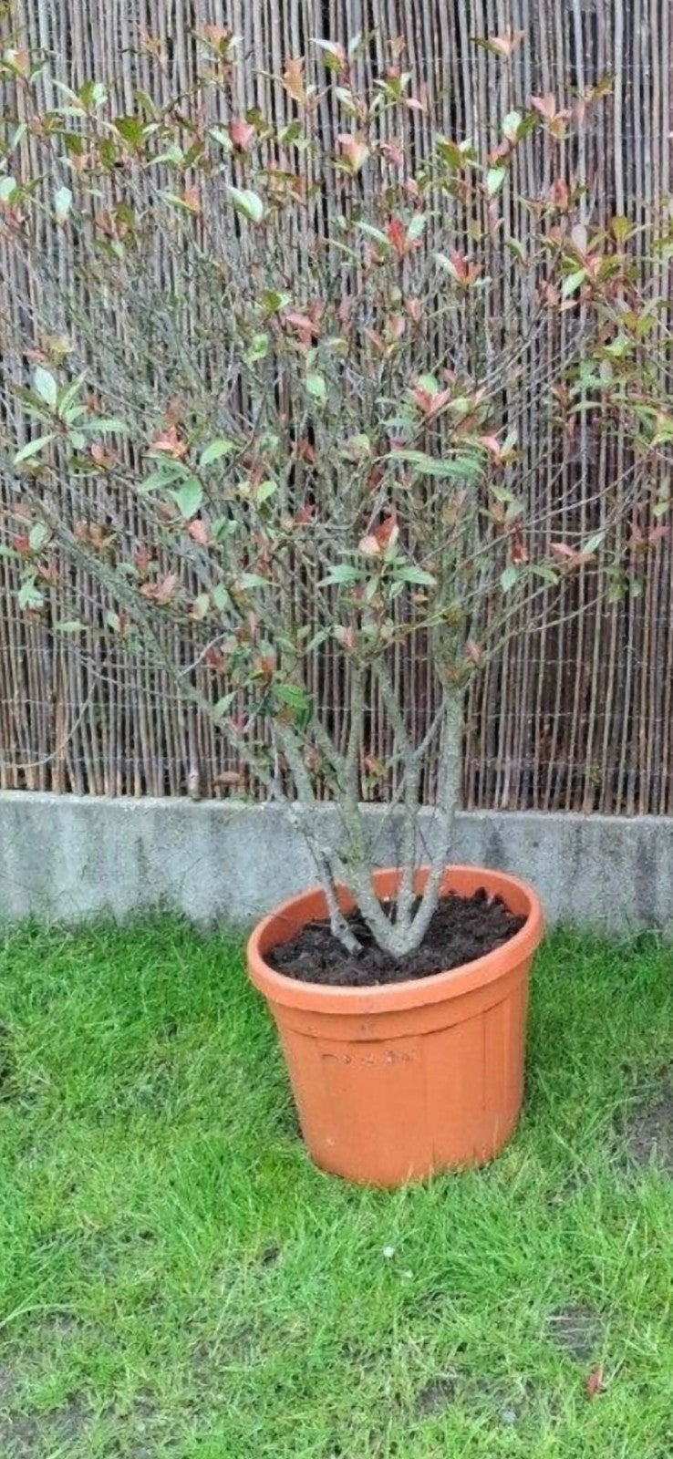 2 mooie struiken 150 cm, Tuin en Terras, Planten | Struiken en Hagen, Ophalen of Verzenden