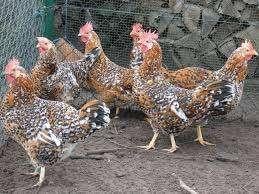 broedeieren leghorn porselein (80 cent), Geslacht onbekend, Kip