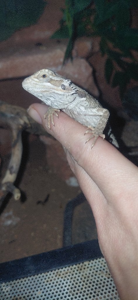Baardagaam, Lézard, 0 à 2 ans
