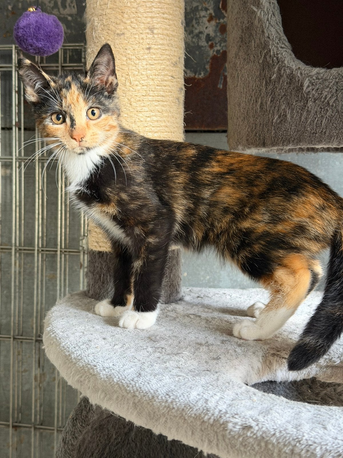 Europese korthaar kittens, Dieren en Toebehoren, Katten en Kittens | Raskatten | Korthaar, Meerdere dieren, Gechipt, 0 tot 2 jaar