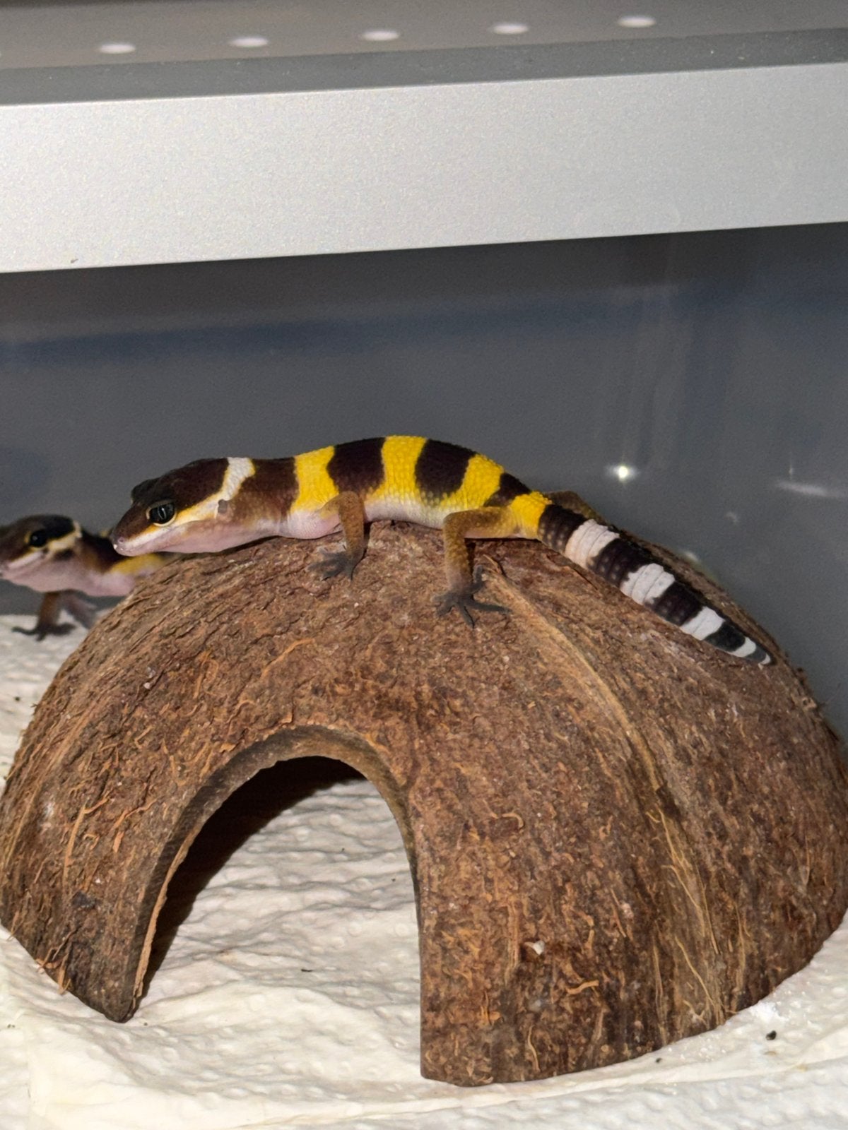 Gecko léopard Black Night x Tangerine, Lézard, Domestique, 0 à 2 ans