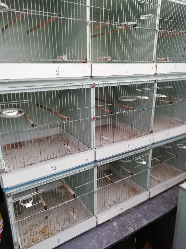 Avez-vous besoin de cages d'élevage ?, Enlèvement, Utilisé, Bois, Cage d'élevage