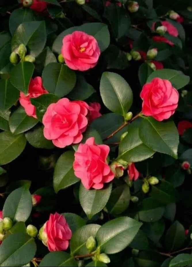 Camelia, Tuin en Terras, Ophalen