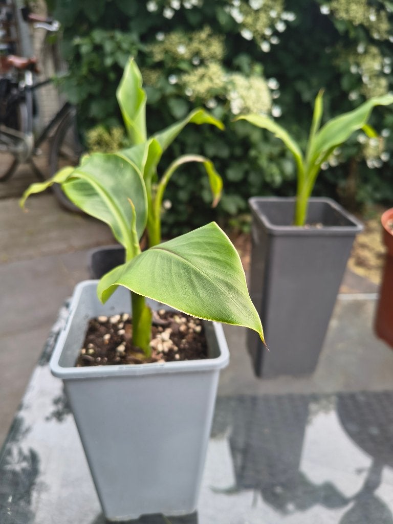 Musa Basjoo verschillende maten, Tuin en Terras, Ophalen, Vaste plant, Fruitplanten, Volle zon