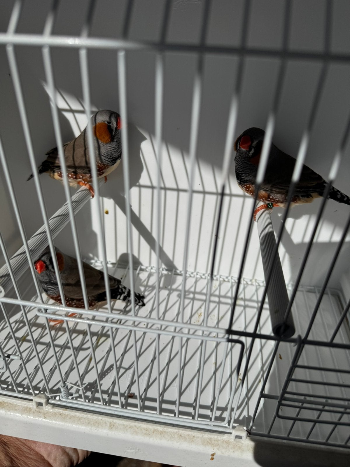 Grijze mannen, Dieren en Toebehoren