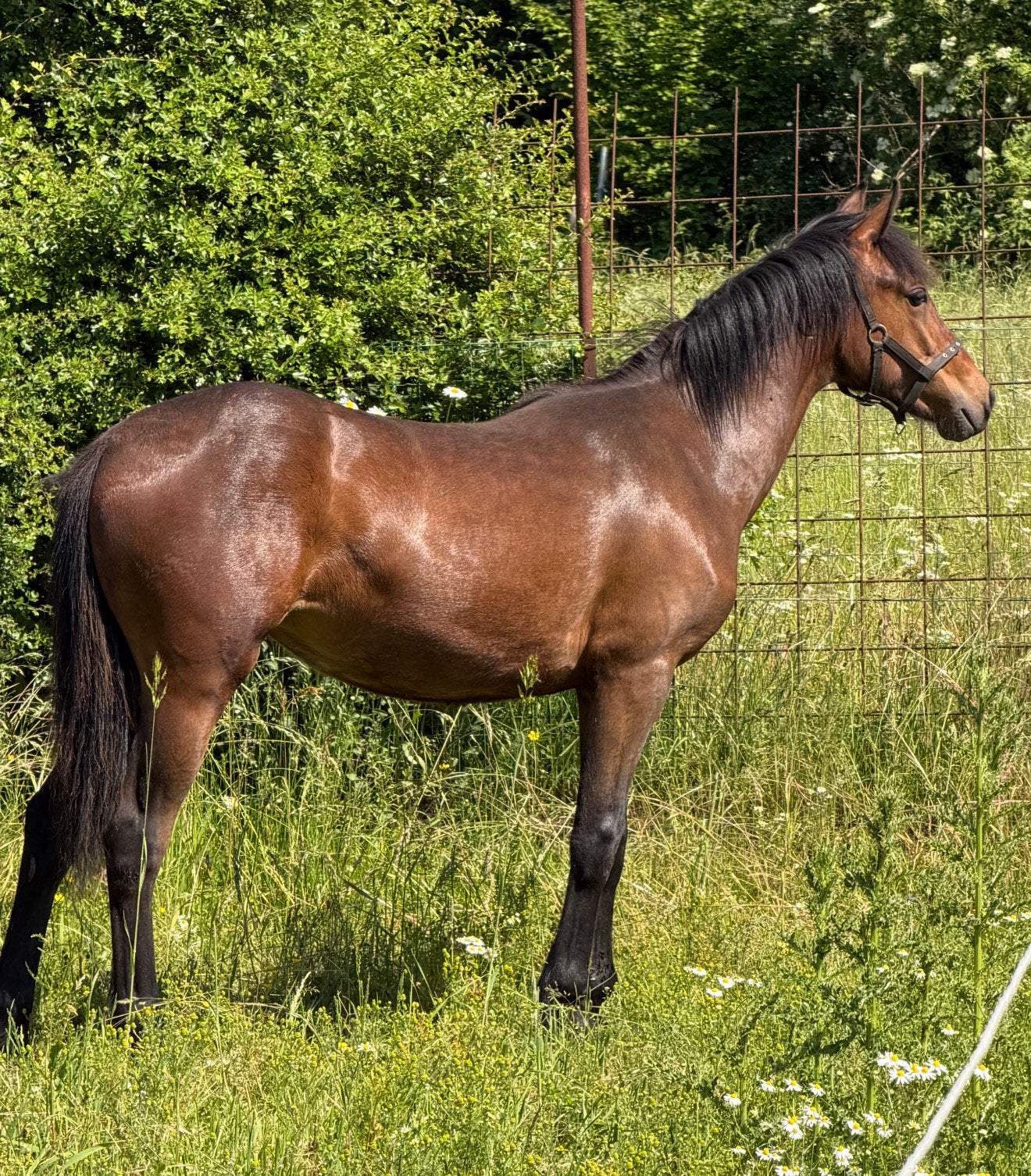Pouliche par Goliath Van de Groenweg, Animaux & Accessoires, Chevaux, Moins de 160 cm, 0 à 2 ans, Avec pedigree, Jument