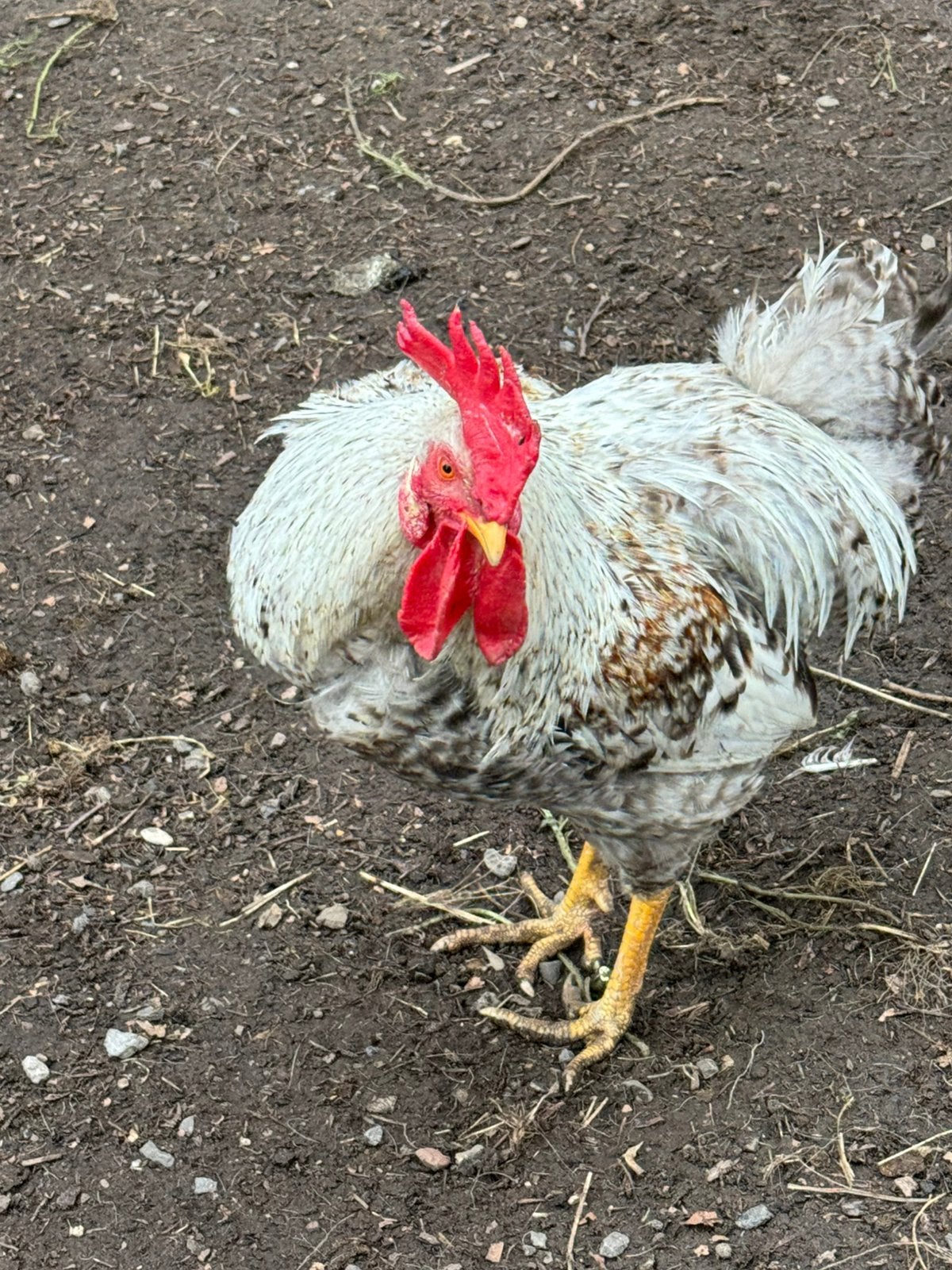Cream legbar haan, Dieren en Toebehoren, Pluimvee