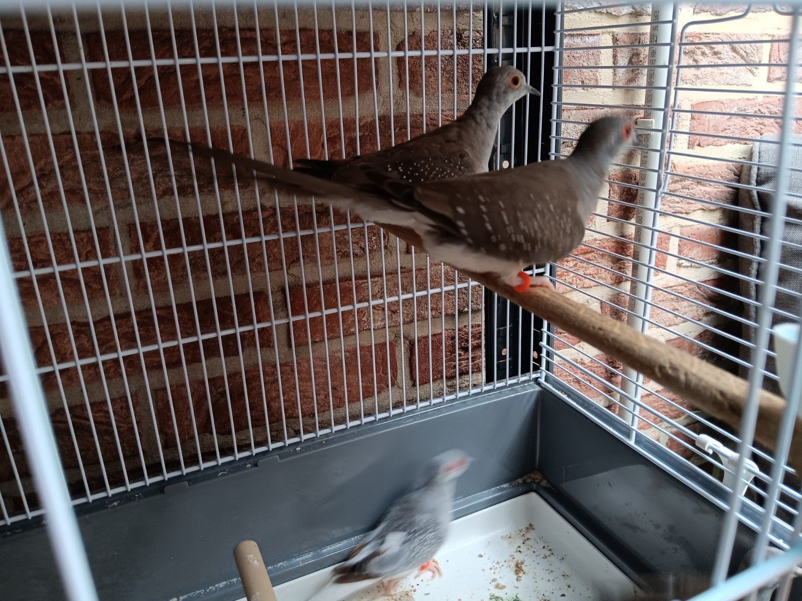 7jonge diamant duiven, Dieren en Toebehoren, Vogels | Duiven, Meerdere dieren, Overige soorten