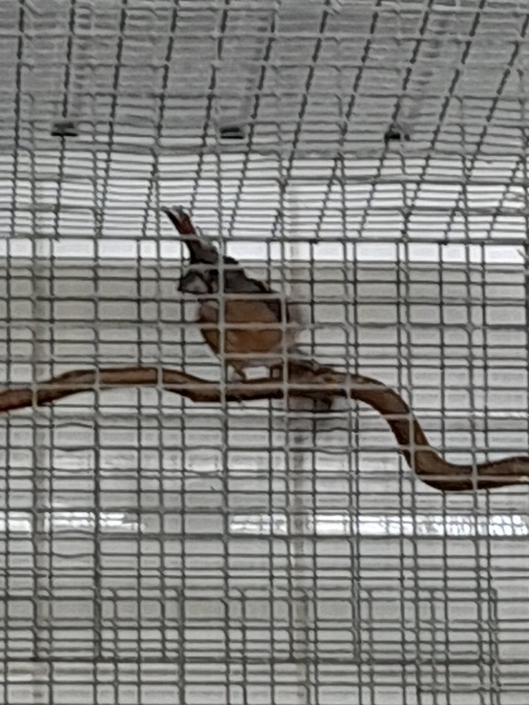 Vermiljoen kardinaal, Dieren en Toebehoren