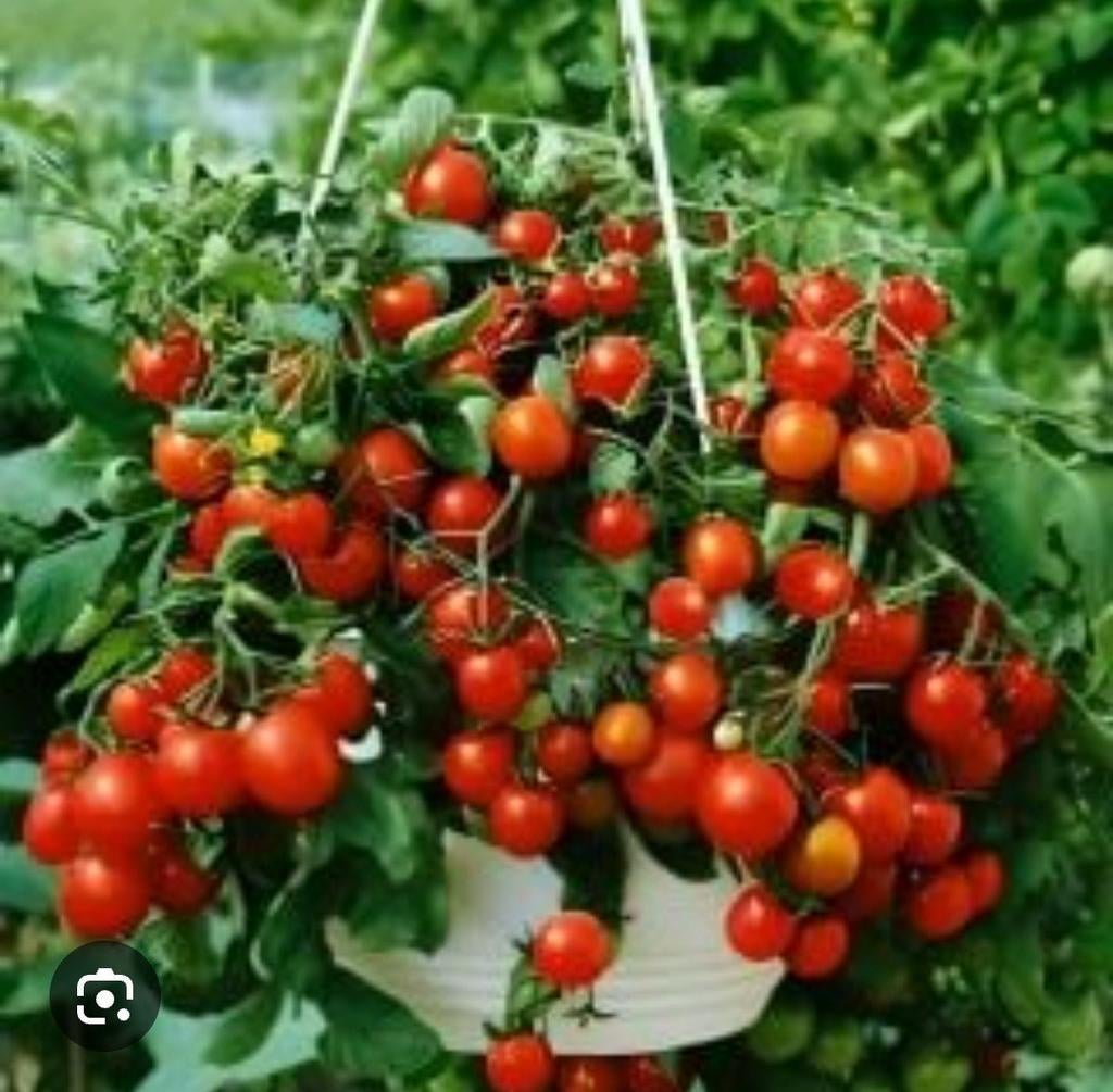 Graines de tomates biologiques (10 pièces pour 1 euro), Enlèvement ou Envoi