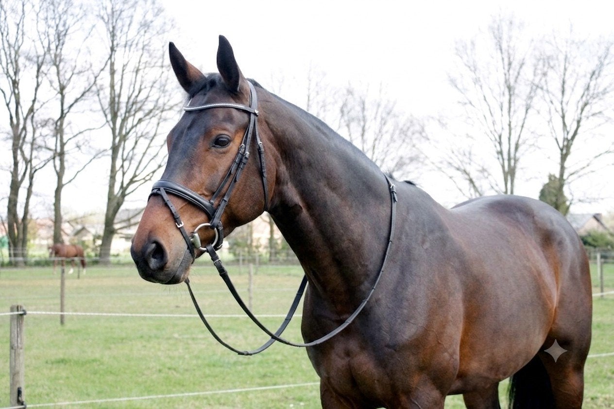 prachtige KWPN merrie, Dieren en Toebehoren, Paarden, Merrie, Met stamboom, 170 tot 175 cm, 11 jaar of ouder