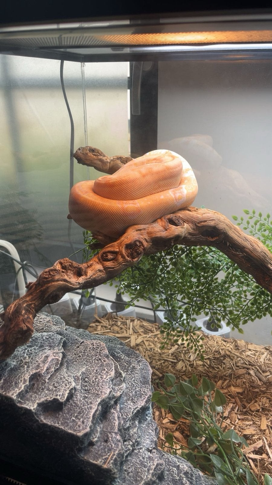 Boa constrictor, Dieren en Toebehoren