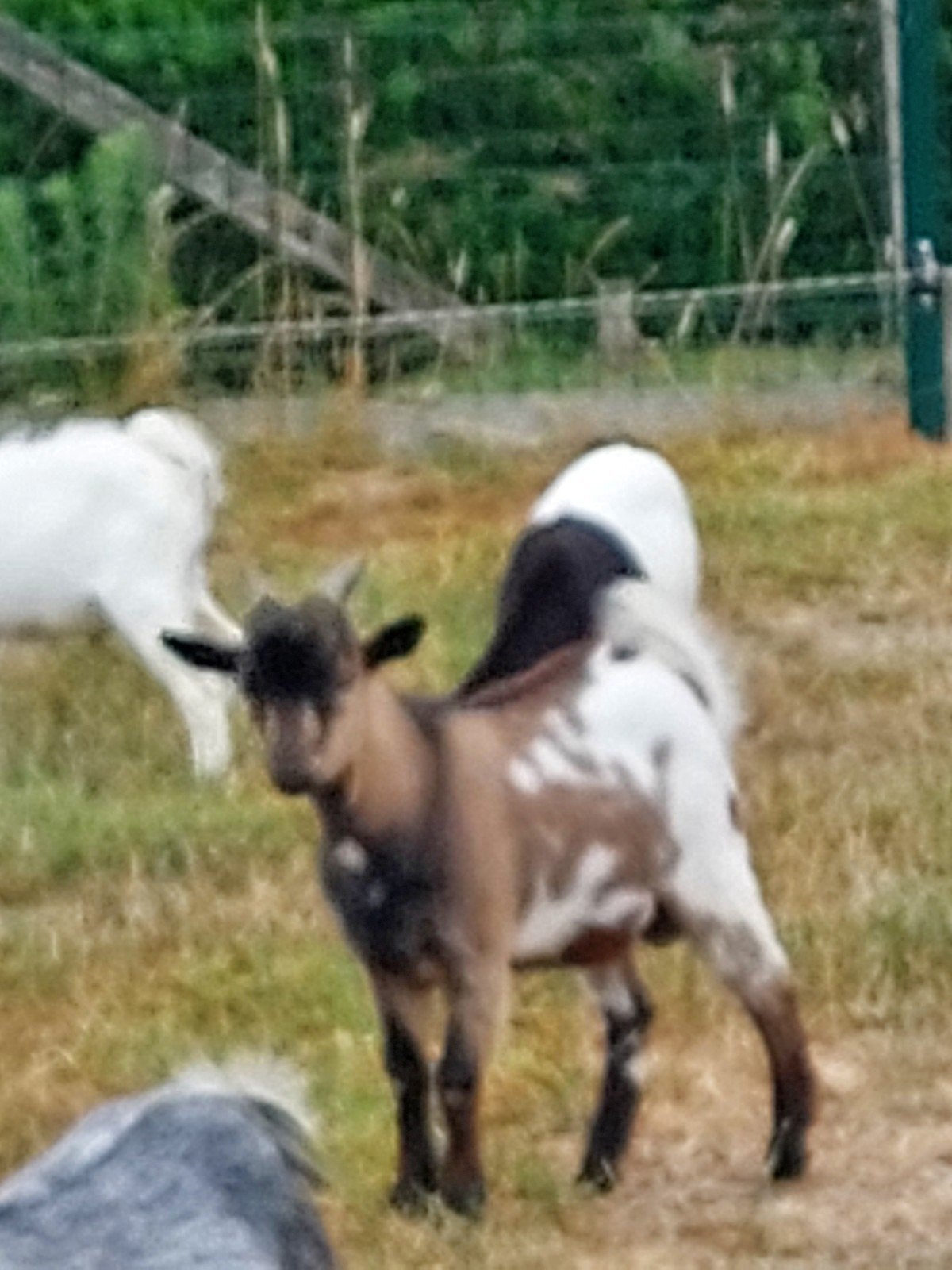 4 bokjes, Dieren en Toebehoren, Mannelijk, Geit, 0 tot 2 jaar