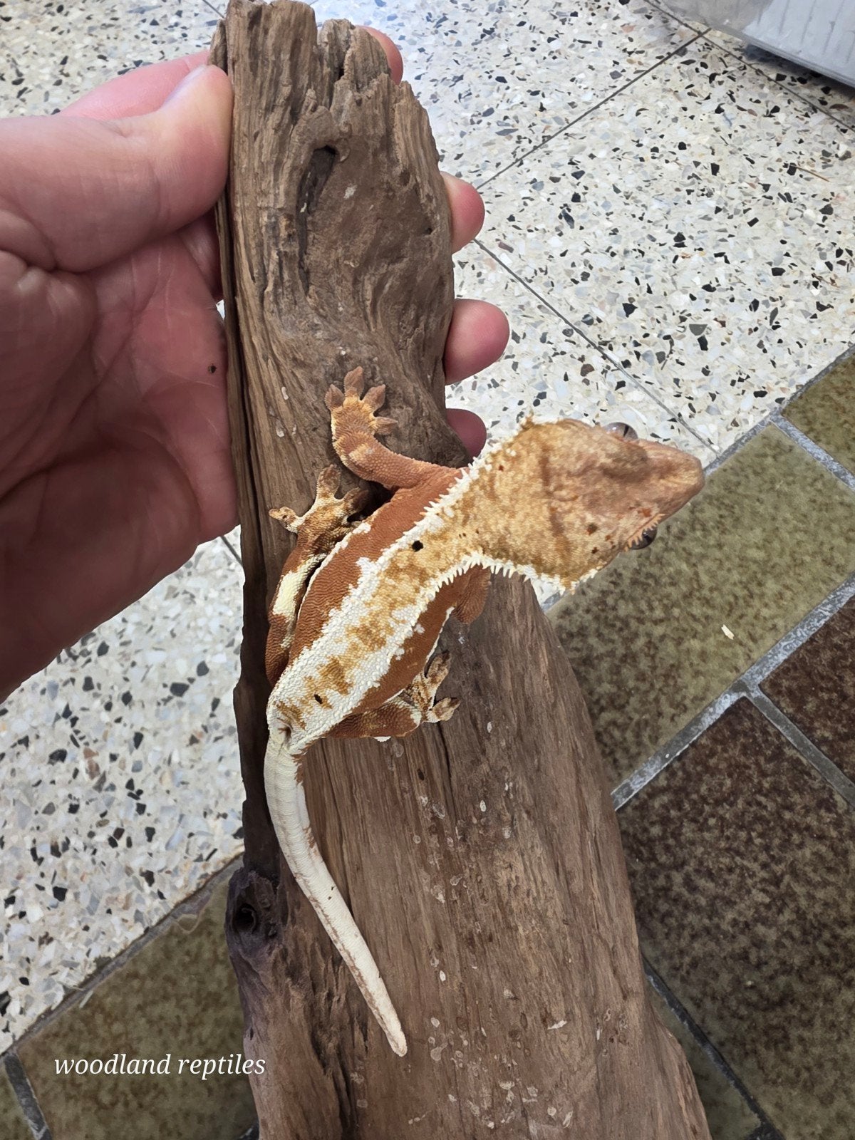 lilly white wimpergecko, Dieren en Toebehoren, Reptielen en Amfibieën, Hagedis, 0 tot 2 jaar