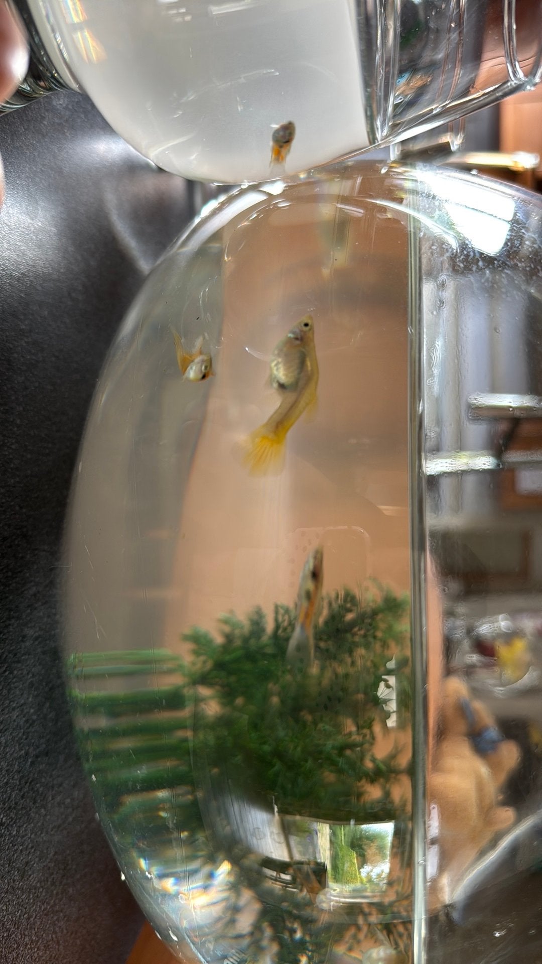 Guppies, Dieren en Toebehoren, Vissen | Aquariumvissen, Vis, Zoetwatervis