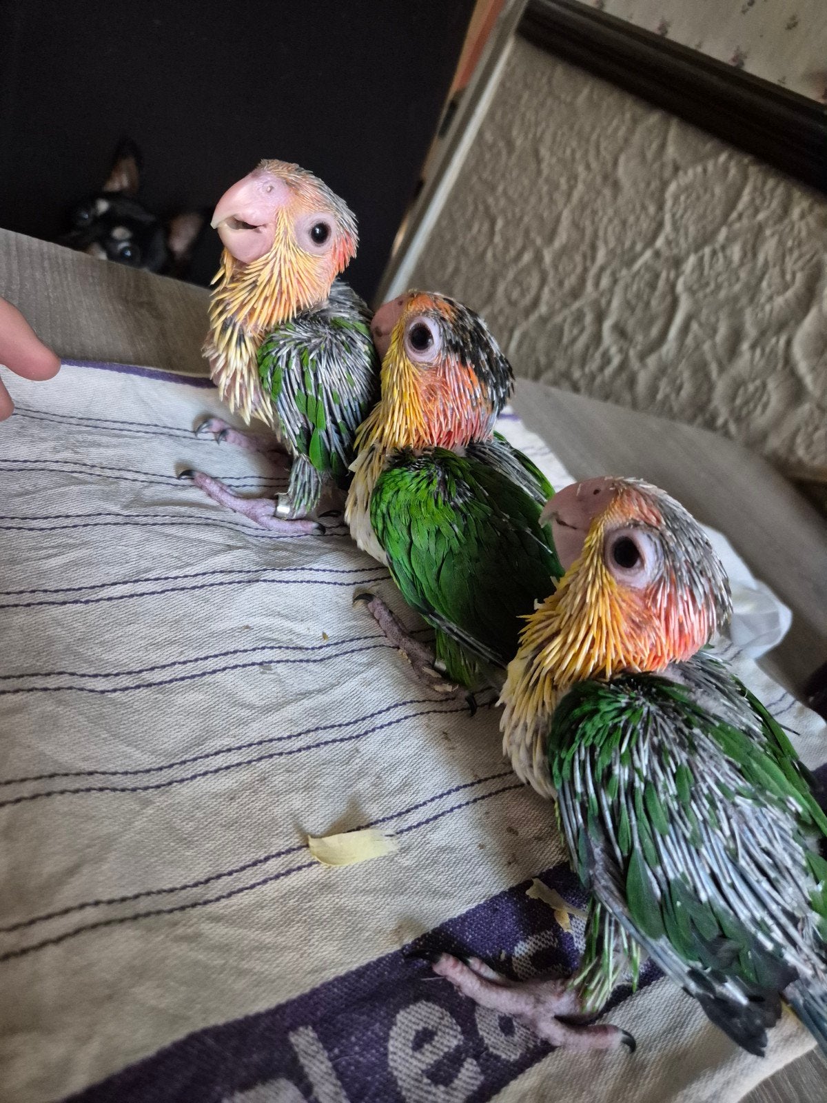 mooie jonge groendij caique, Dieren en Toebehoren, Geslacht onbekend, Papegaai, Tam