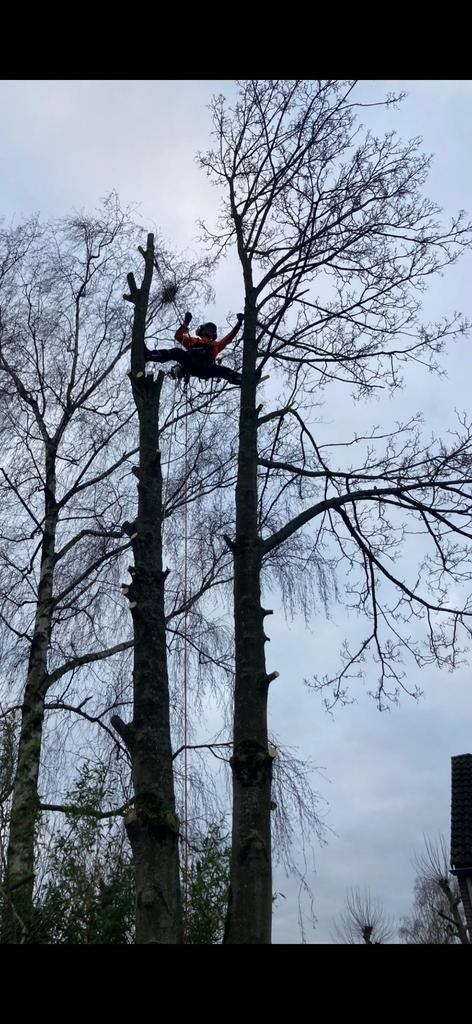 Professionele boomverzorging: