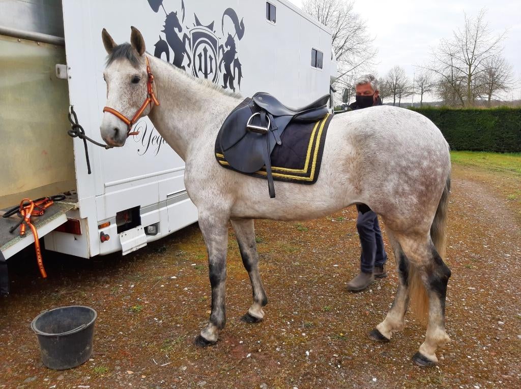 Polyvalent hispano-arabe ongre avec calèche, Vermifugé, Hongre, 165 à 170 cm, Cheval de récréation
