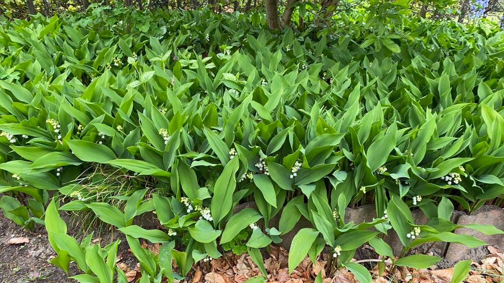 Meiklokjes/Lelietjes van Dalen. 3€/10 plantjes., Ophalen, Bodembedekkers, Vaste plant, Halfschaduw