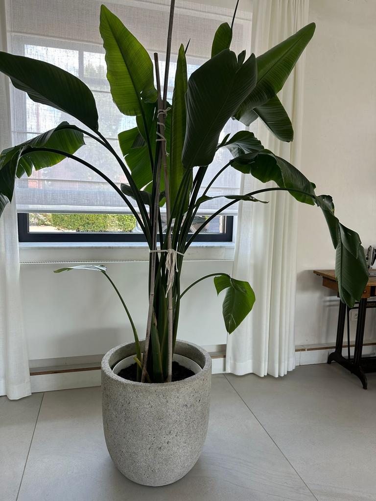 strelitzia +pot, Enlèvement
