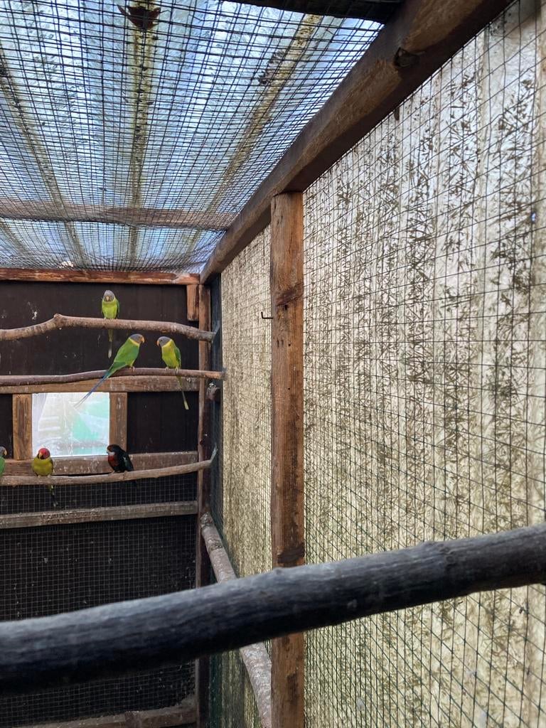 Pruimkoppen, Dieren en Toebehoren, Vogels | Kanaries