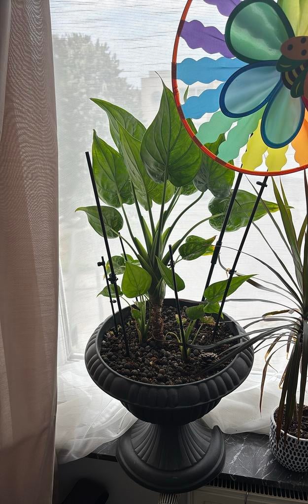 Alocasia + high pot, Ophalen