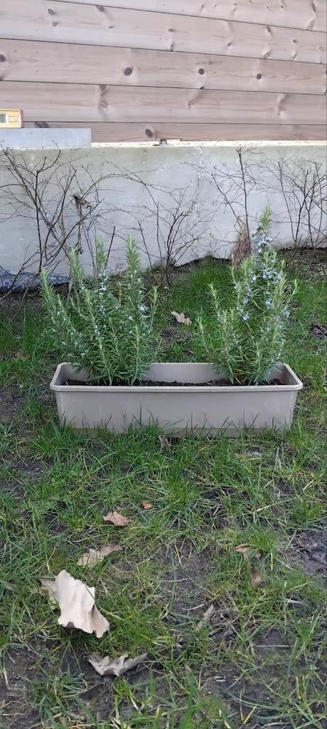 Rozemarijn, Tuin en Terras, Ophalen of Verzenden