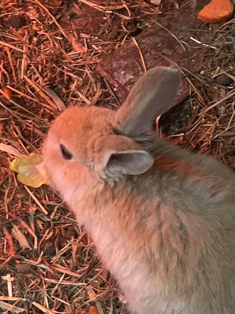 Jonge dwergkonijntjes (leeuwenkopjes), Plusieurs animaux, Petit, 0 à 2 ans