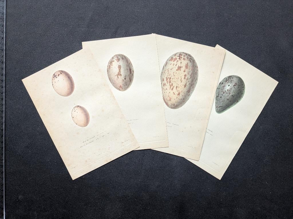 4 handgekleurde gravures van eieren - ca. 1844 - prijs LOT, Ophalen of Verzenden