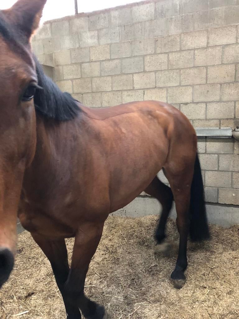 Rasage pour chevaux
