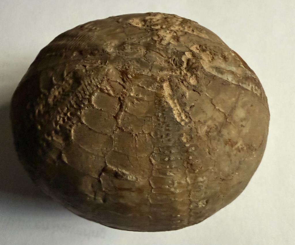 Fossiele zee-egel +/- 7,5 x 6,2 x 5,5 cm 452 gram, Verzamelen, Mineralen en Fossielen, Verzenden, Fossiel