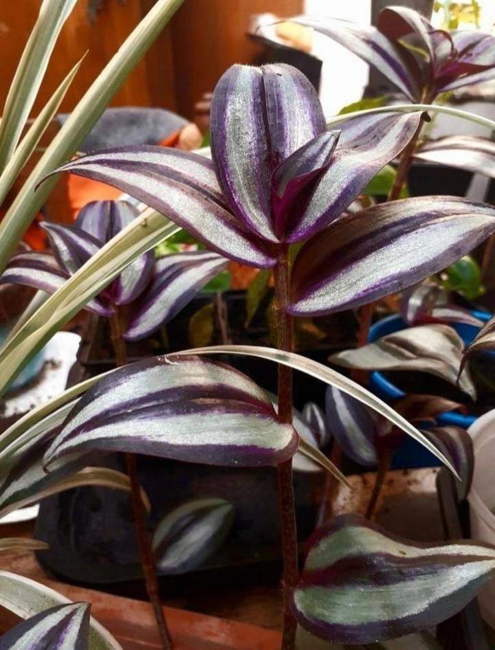 Belle bouture de Tradescantia, Enlèvement